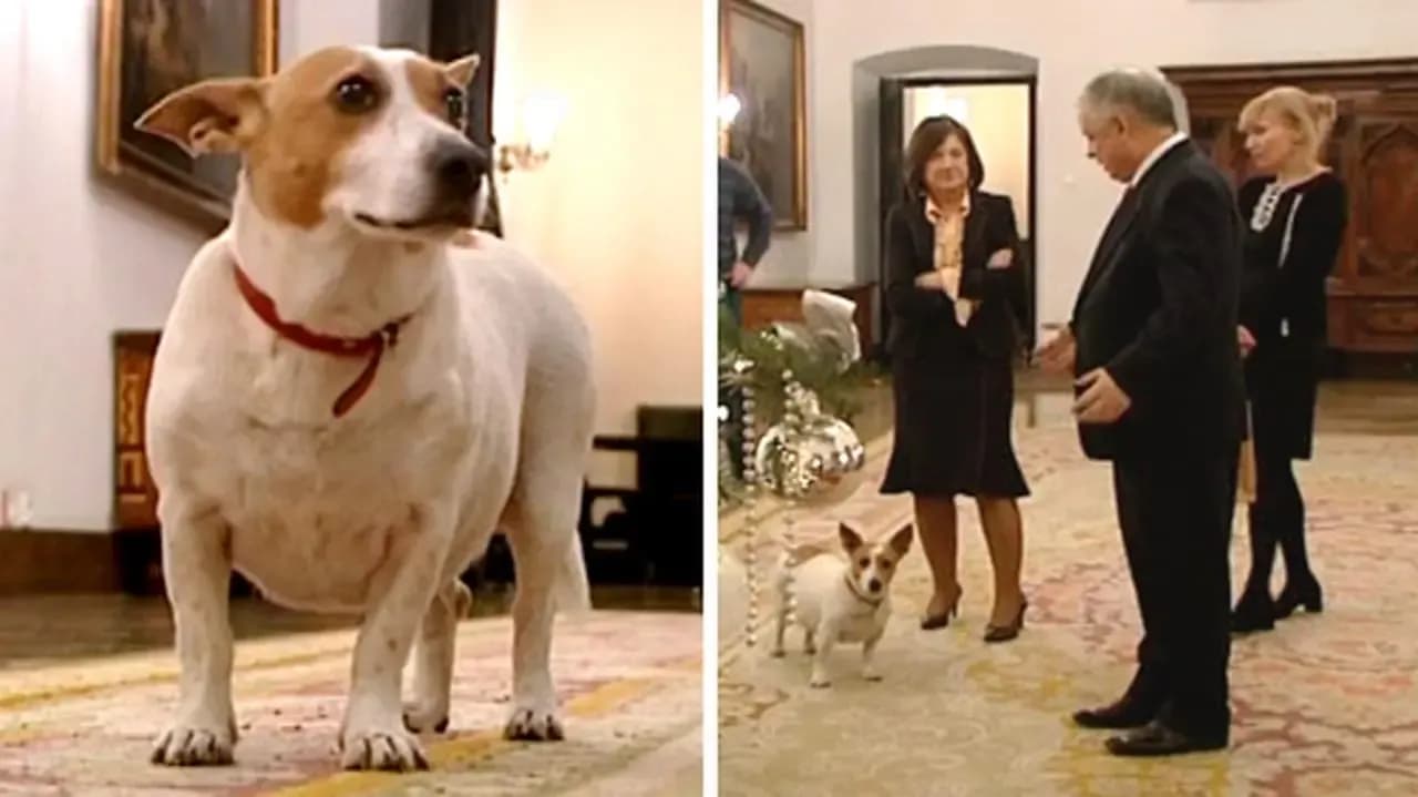 Pies Luluś i Kaczyński: Jak szczeknięcie stało się symbolem?