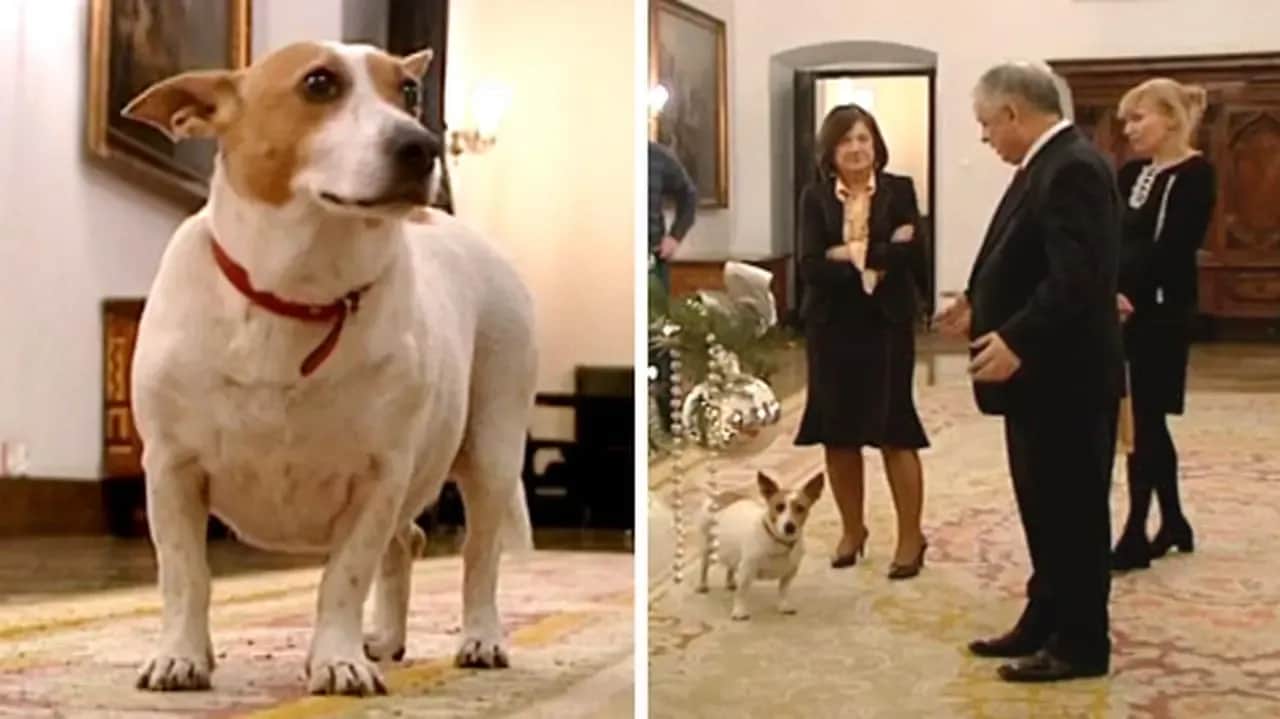 Pies Luluś i Kaczyński: Jak szczeknięcie stało się symbolem?